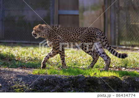 チーターの子ども(多摩動物公園) チーターの子ども(多摩動物公園) 86434774