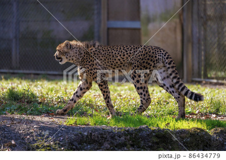 チーターの子ども(多摩動物公園) 86434779