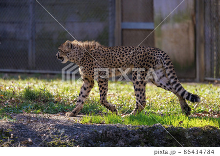 チーターの子ども(多摩動物公園) 86434784