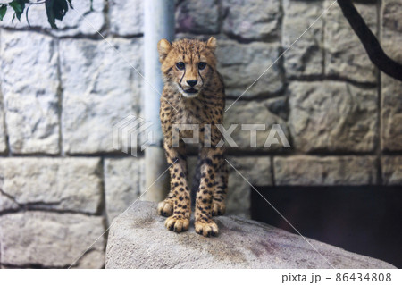 チーターの子ども(多摩動物公園) チーターの子ども(多摩動物公園) 86434808
