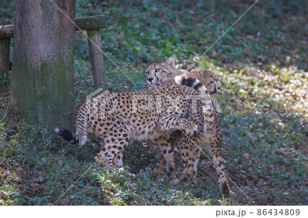 チーターの子ども(多摩動物公園) 86434809