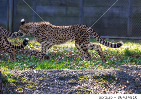 チーターの子ども(多摩動物公園) チーターの子ども(多摩動物公園) 86434810