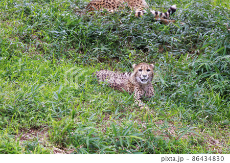 チーターの子ども(多摩動物公園) 86434830