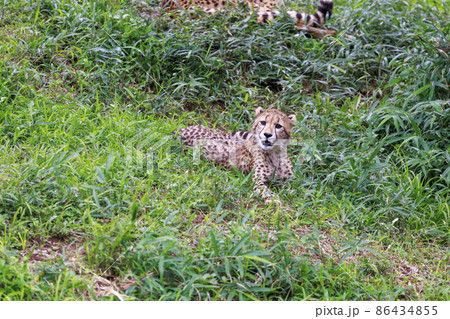 チーターの子ども(多摩動物公園) 86434855
