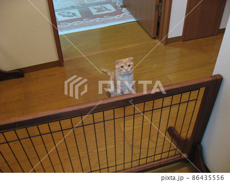 柵を飛び越えるつもりの猫 86435556