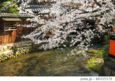 春の京都　祇園　川辺で咲き乱れる満開の桜 86435579
