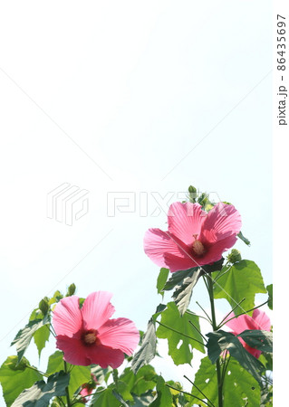芙蓉 86435697