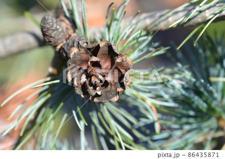 Japanise White Pine Negishi 86435871