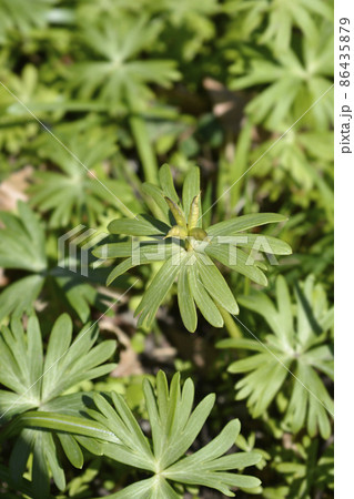 Winter aconite 86435879