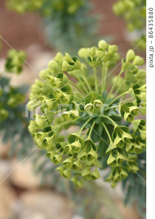 Wulfens spurge Wulfens spurge 86435880
