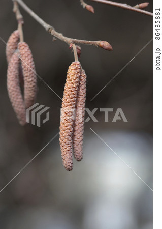 Common hazel 86435881