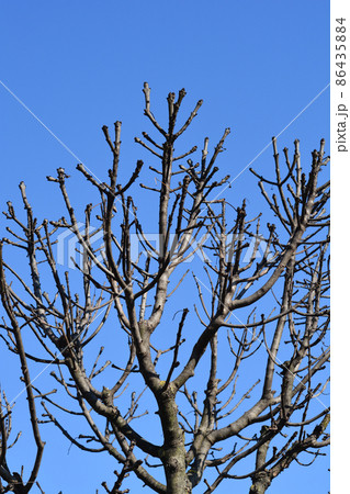 Globehead Common ash 86435884