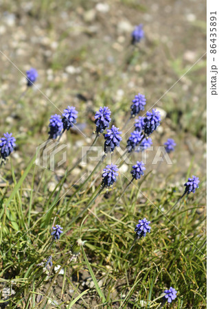 Common grape hyacinth Common grape hyacinth 86435891