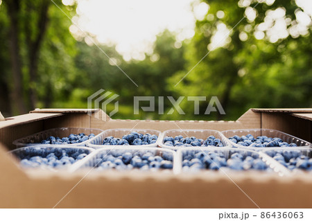 Box, crate or container with collected fresh blueberries. Berries agriculture business. Farmer cultivating and harvesting blueberry. Horticulture industry. Healthy eating concept. Blurred background Box, crate or container with collected fresh blueberries. Berries agriculture business. Farmer cultivating and harvesting blueberry. Horticulture industry. Healthy eating concept. Blurred background 86436063
