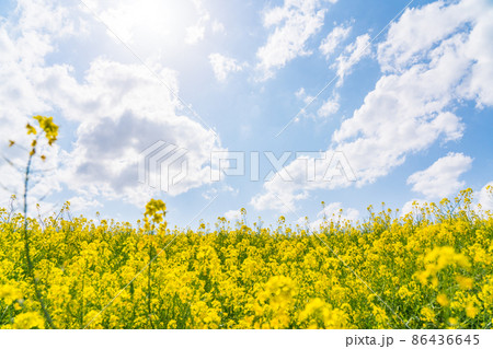 青空と菜の花畑 青空と菜の花畑 86436645