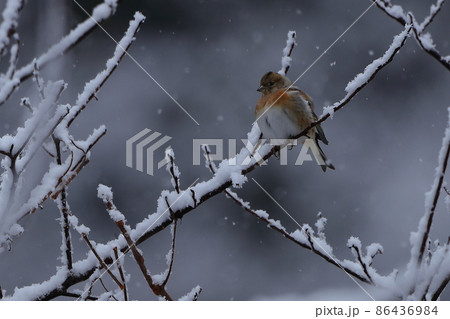 雪と野鳥 雪と野鳥 86436984