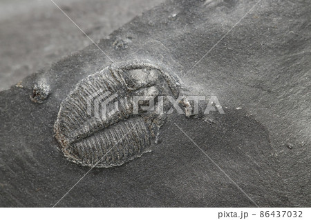 Elrathia Kingii Trilobite fossil Elrathia Kingii Trilobite fossil 86437032