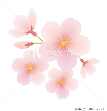 桜の花びらのイラストのイラスト素材