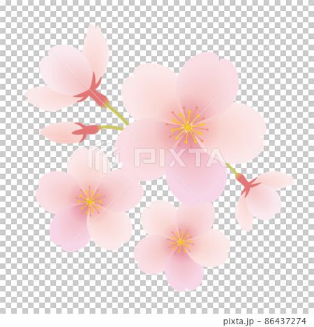 Cherry blossom petals illustration 86437274