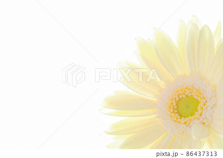 ガーベラ 86437313