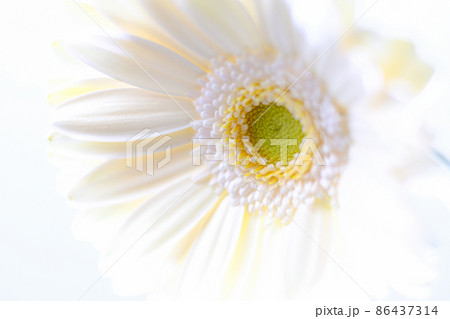 ガーベラ 86437314