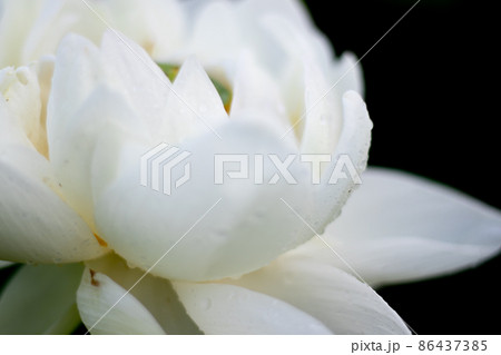 初夏の白い蓮の花 初夏の白い蓮の花 86437385
