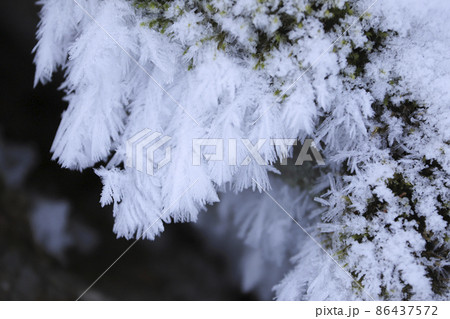 羽根のような霧氷 羽根のような霧氷 86437572