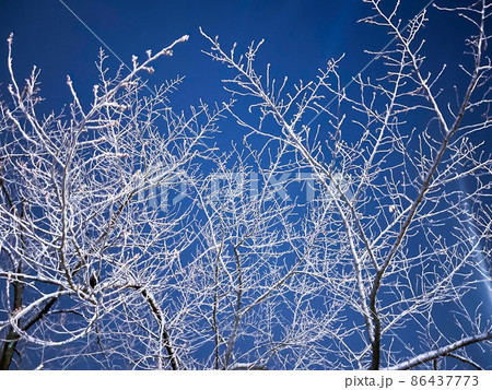 冬の碧空の真っ白な木々 冬の碧空の真っ白な木々 86437773