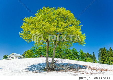 残雪と青空と新緑 86437834