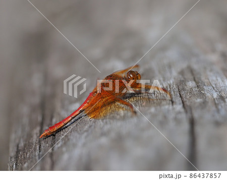 キトンボ 86437857