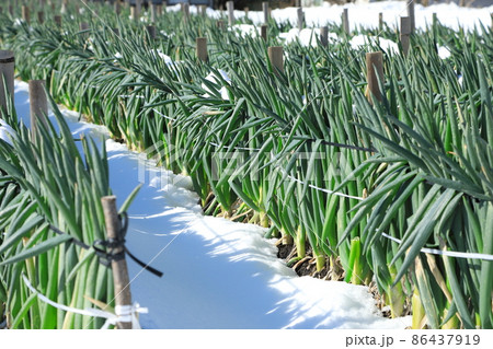 雪の中のねぎ畑 86437919