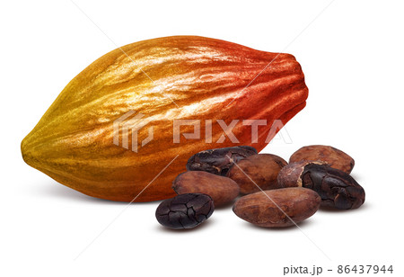 カカオの実 カカオポッド イラスト リアル セット 86437944