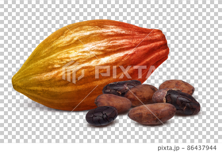 カカオの実 カカオポッド イラスト リアル セット 86437944