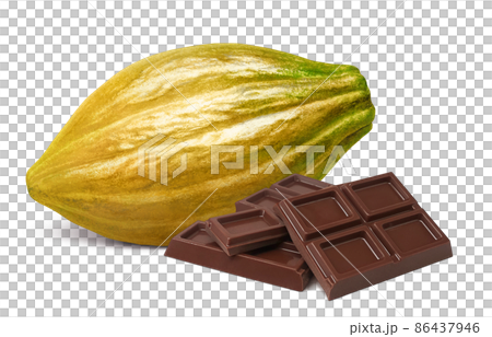 可可果可可豆莢插圖真實套裝 可可果可可豆莢插圖真實套裝 86437946