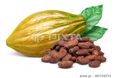 カカオの実 カカオポッド イラスト リアル セット 86438054
