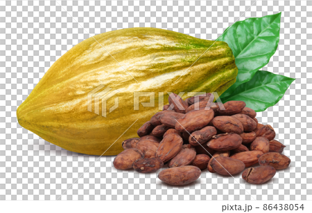 カカオの実 カカオポッド イラスト リアル セット 86438054