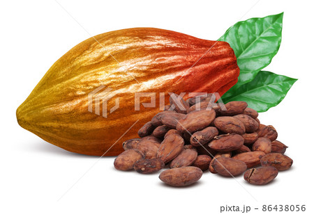 カカオの実 カカオポッド イラスト リアル セットのイラスト素材