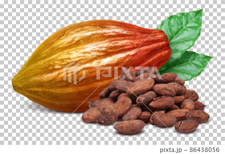 可可果可可豆莢插圖真實套裝 可可果可可豆莢插圖真實套裝 86438056