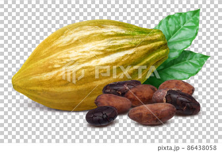 カカオの実 カカオポッド イラスト リアル セットのイラスト素材