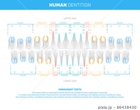 Realistic Human Teeth Infographics 86438430