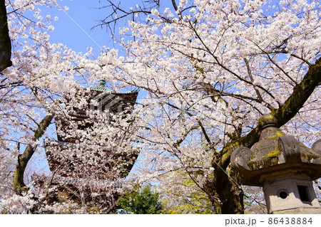 旧寛永寺五重塔と満開の桜(東京都台東区上野公園) 旧寛永寺五重塔と満開の桜(東京都台東区上野公園) 86438884