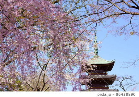 旧寛永寺五重塔と満開の桜(東京都台東区上野公園) 旧寛永寺五重塔と満開の桜(東京都台東区上野公園) 86438890