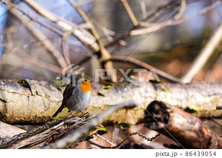 倒木の折れた枝にとまるヨーロッパコマドリ 86439054