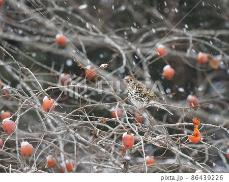 トラツグミ 86439226