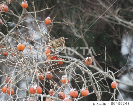 トラツグミ トラツグミ 86439243