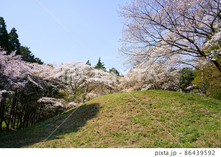芝山古墳群・姫塚の桜(千葉県山武郡横芝光町) 芝山古墳群・姫塚の桜(千葉県山武郡横芝光町) 86439592