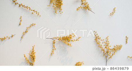 floral pattern of mimosa flowers on white backdrop. Copy space. Floral frame. 86439879
