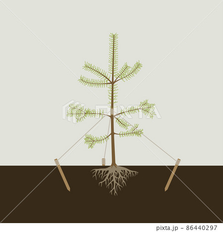 Planting the pine tree in the ground Planting the pine tree in the ground 86440297