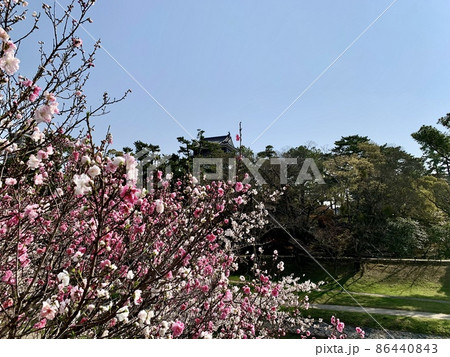 花桃と岡崎城［岡崎城公園/愛知県岡崎市］ 86440843