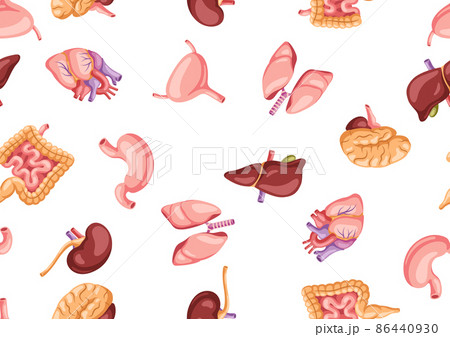 Seamless pattern with internal organs. Human body anatomy. Health care and medical background. 86440930